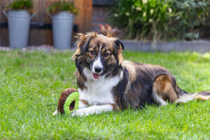 Beeztees Köpek Oyuncağı, Donut, Peluş, Çeşitli Renklerde, 12x12x5cm - 6