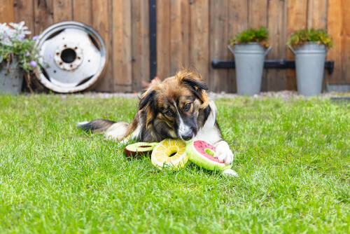 Beeztees Köpek Oyuncağı, Donut, Peluş, Çeşitli Renklerde, 12x12x5cm - 1