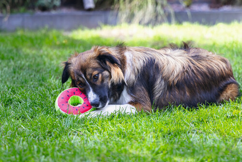 Beeztees Köpek Oyuncağı, Donut, Peluş, Çeşitli Renklerde, 12x12x5cm - 4