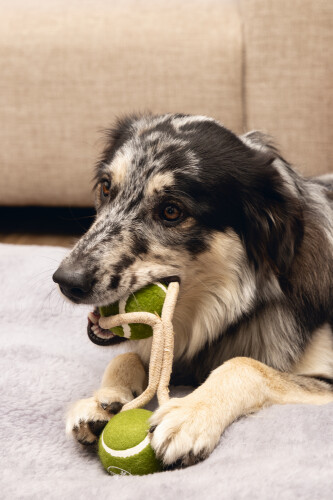 Beeztees Köpek Oyuncağı, İpli İki Tenis Topu, Kauçuk, Gri/Kahverengi, 21cm, Top 6,3cm - 5