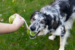 Beeztees Köpek Oyuncağı, İpli İki Tenis Topu, Kauçuk, Gri/Kahverengi, 21cm, Top 6,3cm - 2