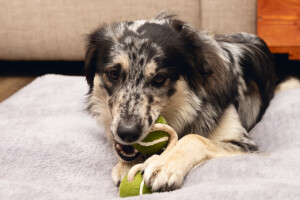 Beeztees Köpek Oyuncağı, İpli İki Tenis Topu, Kauçuk, Gri/Kahverengi, 21cm, Top 6,3cm - 6