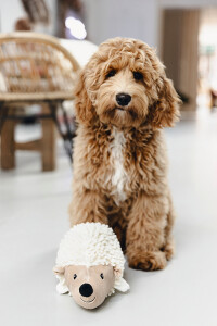 Beeztees Köpek Oyuncağı, Kirpi, Peluş, Beyaz, 26x14x15cm - 4