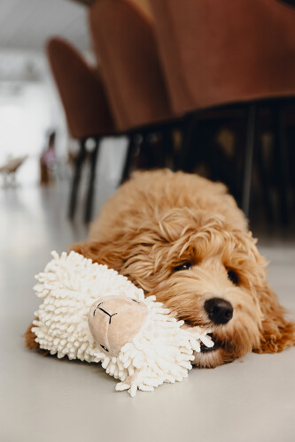 Beeztees Köpek Oyuncağı, Koyun, Peluş, Beyaz, 26x6x21cm - 2