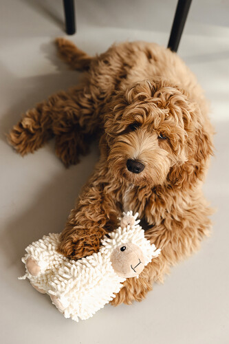 Beeztees Köpek Oyuncağı, Koyun, Peluş, Beyaz, 26x6x21cm - 4