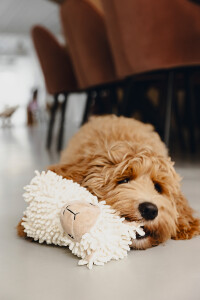 Beeztees Köpek Oyuncağı, Koyun, Peluş, Beyaz, 26x6x21cm - 2