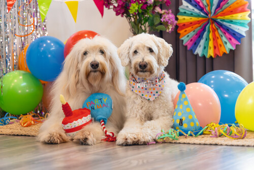 Beeztees Köpek Oyuncağı, Parti Balonu, Peluş, Mavi, 39x13x7,5cm - 5