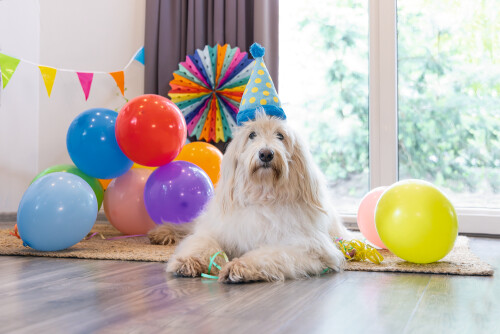 Beeztees Köpek Oyuncağı, Parti Balonu, Peluş, Mavi, 39x13x7,5cm - 2