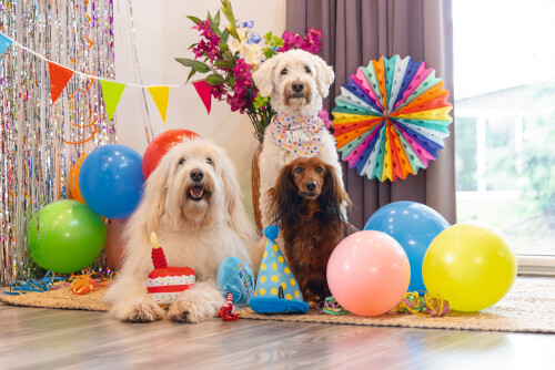 Beeztees Köpek Oyuncağı, Parti Balonu, Peluş, Mavi, 39x13x7,5cm - 3