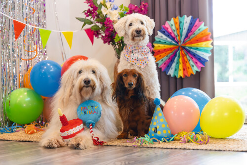 Beeztees Köpek Oyuncağı, Parti Balonu, Peluş, Mavi, 39x13x7,5cm - 4