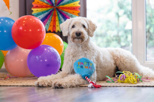 Beeztees Köpek Oyuncağı, Parti Balonu, Peluş, Mavi, 39x13x7,5cm - 7