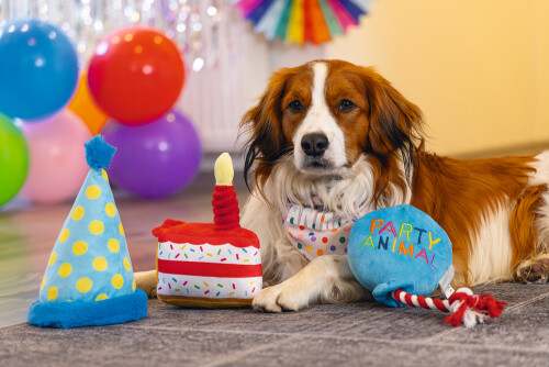 Beeztees Köpek Oyuncağı, Parti Balonu, Peluş, Mavi, 39x13x7,5cm - 8