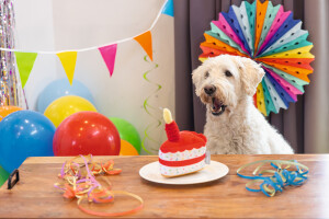 Beeztees Köpek Oyuncağı, Pasta Dilimi, Peluş, Renkli, 19x14x11cm - 9