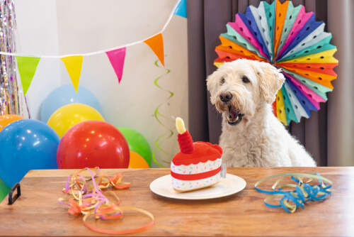 Beeztees Köpek Oyuncağı, Pasta Dilimi, Peluş, Renkli, 19x14x11cm - 9