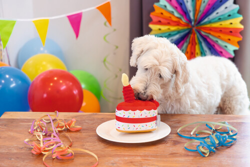 Beeztees Köpek Oyuncağı, Pasta Dilimi, Peluş, Renkli, 19x14x11cm - 7