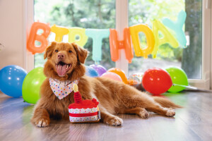 Beeztees Köpek Oyuncağı, Pasta Dilimi, Peluş, Renkli, 19x14x11cm - 8