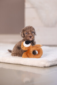 Beeztees Köpek Oyuncağı, Peluş, Kahverengi, 16x18x8,5cm - 8