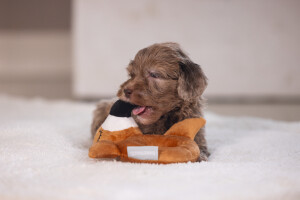 Beeztees Köpek Oyuncağı, Peluş, Kahverengi, 16x18x8,5cm - 5