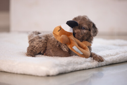 Beeztees Köpek Oyuncağı, Peluş, Kahverengi, 16x18x8,5cm - 10