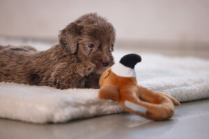 Beeztees Köpek Oyuncağı, Peluş, Kahverengi, 16x18x8,5cm - 3