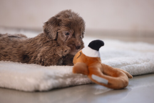 Beeztees Köpek Oyuncağı, Peluş, Kahverengi, 16x18x8,5cm - 3