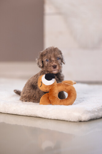 Beeztees Köpek Oyuncağı, Peluş, Kahverengi, 16x18x8,5cm - 8