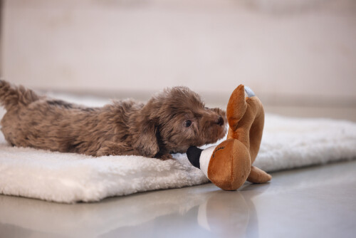 Beeztees Köpek Oyuncağı, Peluş, Kahverengi, 16x18x8,5cm - 9