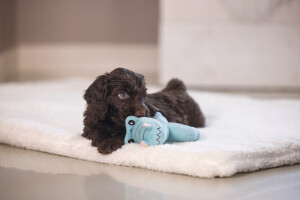 Beeztees Köpek Oyuncağı, Peluş, Turkuaz, 16x18x8,5cm - 4