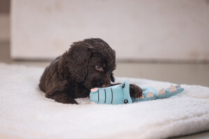 Beeztees Köpek Oyuncağı, Peluş, Turkuaz, 16x18x8,5cm - 2