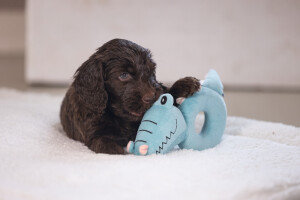 Beeztees Köpek Oyuncağı, Peluş, Turkuaz, 16x18x8,5cm - 3