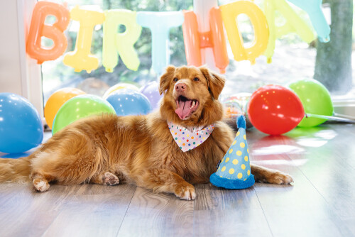 Beeztees Köpek Oyuncağı, Şapka, Peluş, Mavi, 22x14x14cm - 3