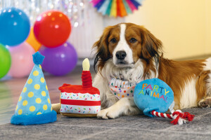 Beeztees Köpek Oyuncağı, Şapka, Peluş, Mavi, 22x14x14cm - 7