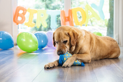 Beeztees Köpek Oyuncağı, Şapka, Peluş, Mavi, 22x14x14cm - 12