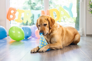 Beeztees Köpek Oyuncağı, Şapka, Peluş, Mavi, 22x14x14cm - 6