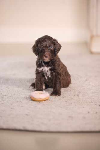 Beeztees Köpek Oyuncağı, Sesli, Donut, Lateks, Çeşitli Renklerde, 7x7x3cm - 4