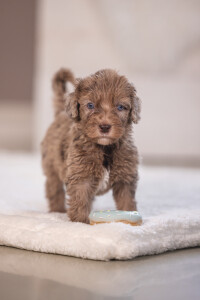 Beeztees Köpek Oyuncağı, Sesli, Donut, Lateks, Çeşitli Renklerde, 7x7x3cm - 11