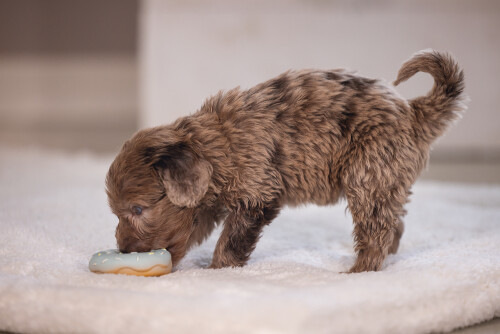 Beeztees Köpek Oyuncağı, Sesli, Donut, Lateks, Çeşitli Renklerde, 7x7x3cm - 16