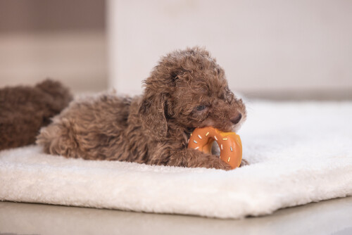 Beeztees Köpek Oyuncağı, Sesli, Donut, Lateks, Çeşitli Renklerde, 7x7x3cm - 17