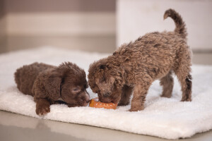 Beeztees Köpek Oyuncağı, Sesli, Donut, Lateks, Çeşitli Renklerde, 7x7x3cm - 3