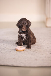 Beeztees Köpek Oyuncağı, Sesli, Donut, Lateks, Çeşitli Renklerde, 7x7x3cm - 4