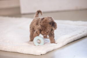 Beeztees Köpek Oyuncağı, Sesli, Donut, Lateks, Çeşitli Renklerde, 7x7x3cm - 9