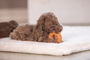 Beeztees Köpek Oyuncağı, Sesli, Donut, Lateks, Çeşitli Renklerde, 7x7x3cm - 17