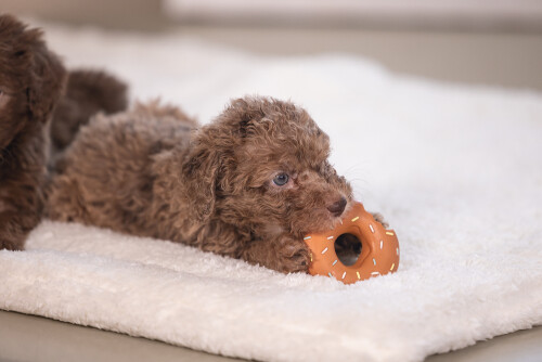 Beeztees Köpek Oyuncağı, Sesli, Donut, Lateks, Çeşitli Renklerde, 7x7x3cm - 7