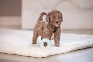 Beeztees Köpek Oyuncağı, Sesli, Donut, Lateks, Çeşitli Renklerde, 7x7x3cm - 14
