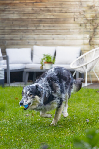 Beeztees Köpek Oyuncağı, Tenis Topu, Mavi/Sarı, 3 Adet, 6,3cm - 4