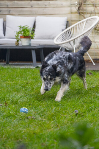 Beeztees Köpek Oyuncağı, Tenis Topu, Mavi/Sarı, 3 Adet, 6,3cm - 5