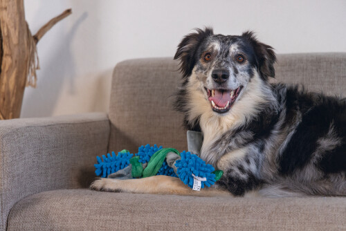 Beeztees Köpek Oyuncağı, Tut Getir, Peluş, Mavi-Yeşil, 37x7x7cm - 3