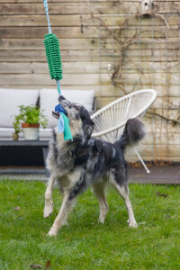 Beeztees Köpek Oyuncağı, Tut Getir Tenis Toplu, Peluş, Mavi-Yeşil, 90x10x6cm - 4