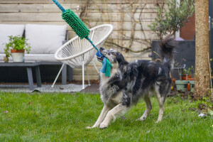Beeztees Köpek Oyuncağı, Tut Getir Tenis Toplu, Peluş, Mavi-Yeşil, 90x10x6cm - 9