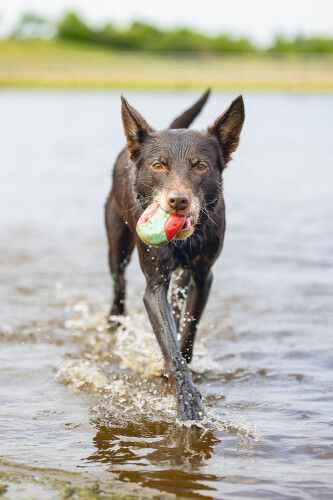 Beeztees Köpek Oyuncağı, Yüzen, İçi Su Dolabilen Toplar, Mavi/Kırmızı, 3 Adet, 6,2cm - 4